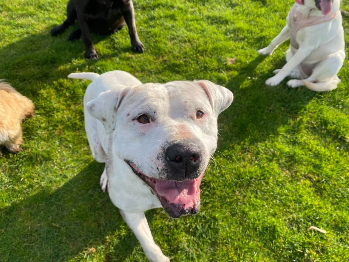 Tails from the Bark&nbsp;Side